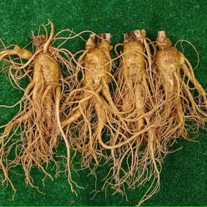 Nhân sâm tươi Hàn Quốc loại 4 củ 1 kg 02