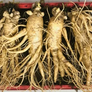 Nhân sâm tươi Hàn Quốc loại 4 củ 1 kg 04