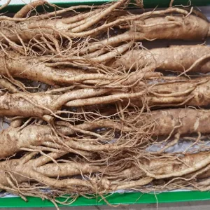 Nhân sâm tươi Hàn Quốc loại 10 củ 1 kg  7 Nhân sâm tươi Hàn Quốc loại 10 củ 1 kg 01