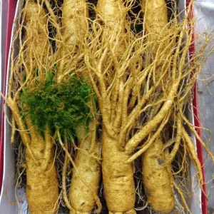 Nhân sâm tươi Hàn Quốc loại 10 củ 1 kg  6 Nhân sâm tươi Hàn Quốc loại 10 củ 1 kg 02
