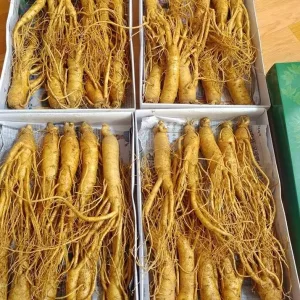 Nhân sâm tươi Hàn Quốc loại 10 củ 1 kg  5 Nhân sâm tươi Hàn Quốc loại 10 củ 1 kg 05