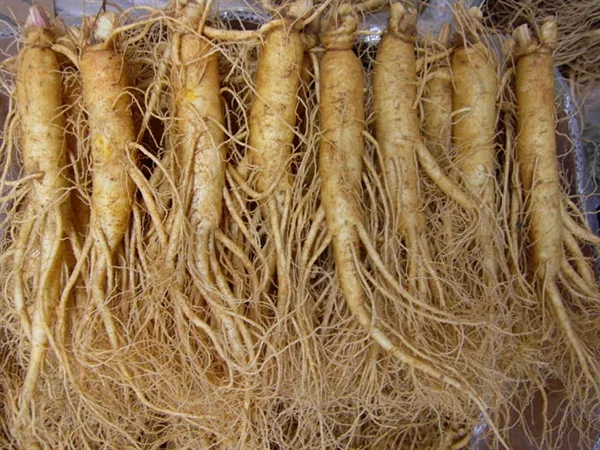 Nhân sâm tươi Hàn Quốc loại 10 củ 1 kg 