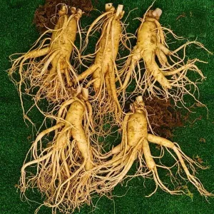 nhan sam tuoi han quoc loai 5cu 1kg 01