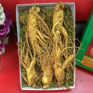 Nhân sâm tươi Hàn Quốc loại 5 củ 1 kg 02
