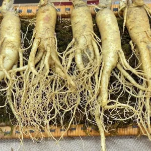 Nhân sâm tươi Hàn Quốc loại 5 củ 1 kg 03