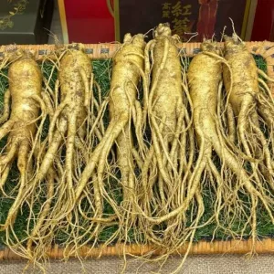 Hàng Ngoại Nhập 70 Nhân sâm tươi Hàn Quốc loại 6 củ 1 kg 05