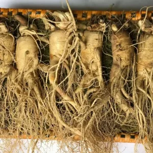 Hàng Ngoại Nhập 71 Nhân sâm tươi Hàn Quốc loại 6 củ 1 kg